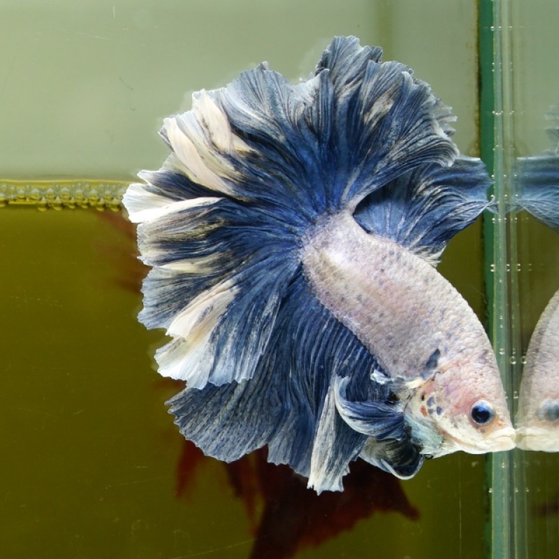 Male Blue Pastel Rose Tail HM Premium Thailand