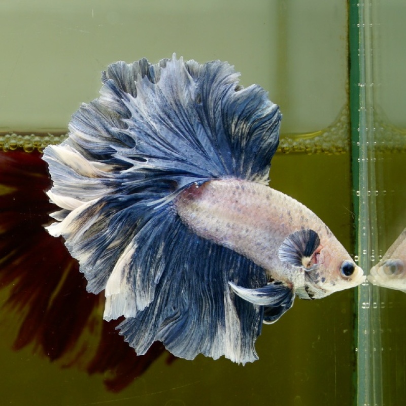 Male Blue Pastel Rose Tail HM Premium Thailand