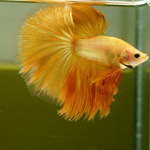Male Super Yellow HM Premium Thailand