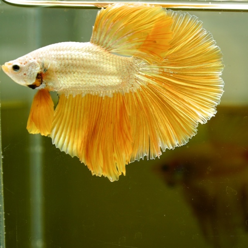 Male Gold Dragon Rose Tail HM Premium Thailand