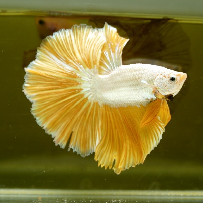Male Gold Dragon Rose Tail HM Premium Thailand