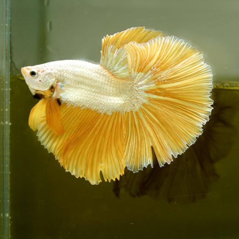 Male Gold Dragon Rose Tail HM Premium Thailand