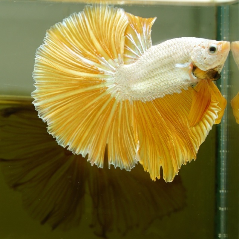 Male Gold Dragon Rose Tail HM Premium Thailand