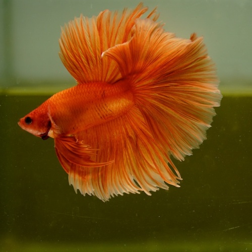 Male Orange Butterfly Rose Tail HM Premium Thailand