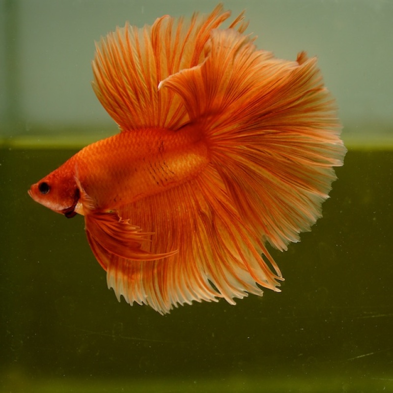 Male Orange Butterfly Rose Tail HM Premium Thailand