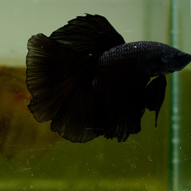 Male Super Black Butterfly HM Premium Thailand