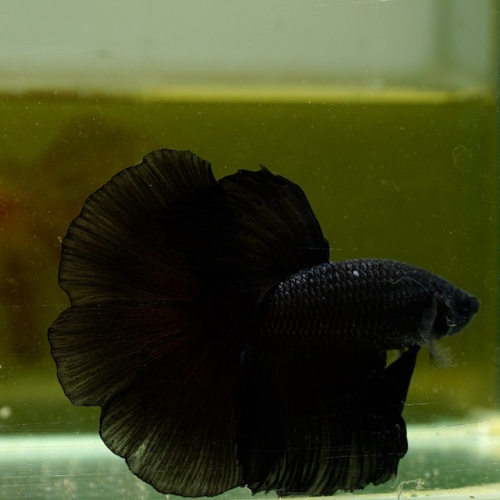 Male Super Black Butterfly HM Premium Thailand
