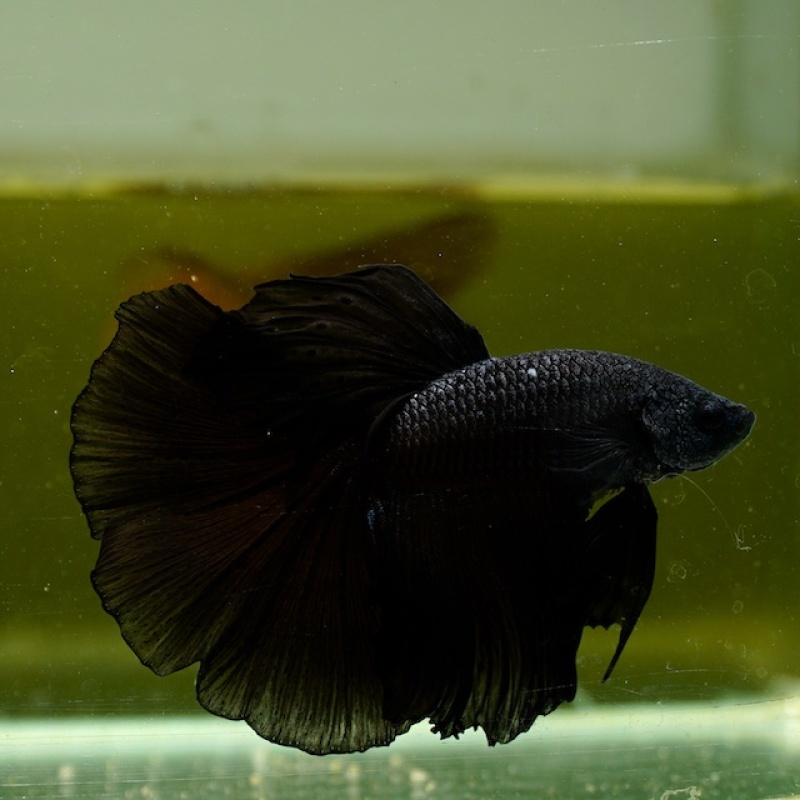 Male Super Black Butterfly HM Premium Thailand