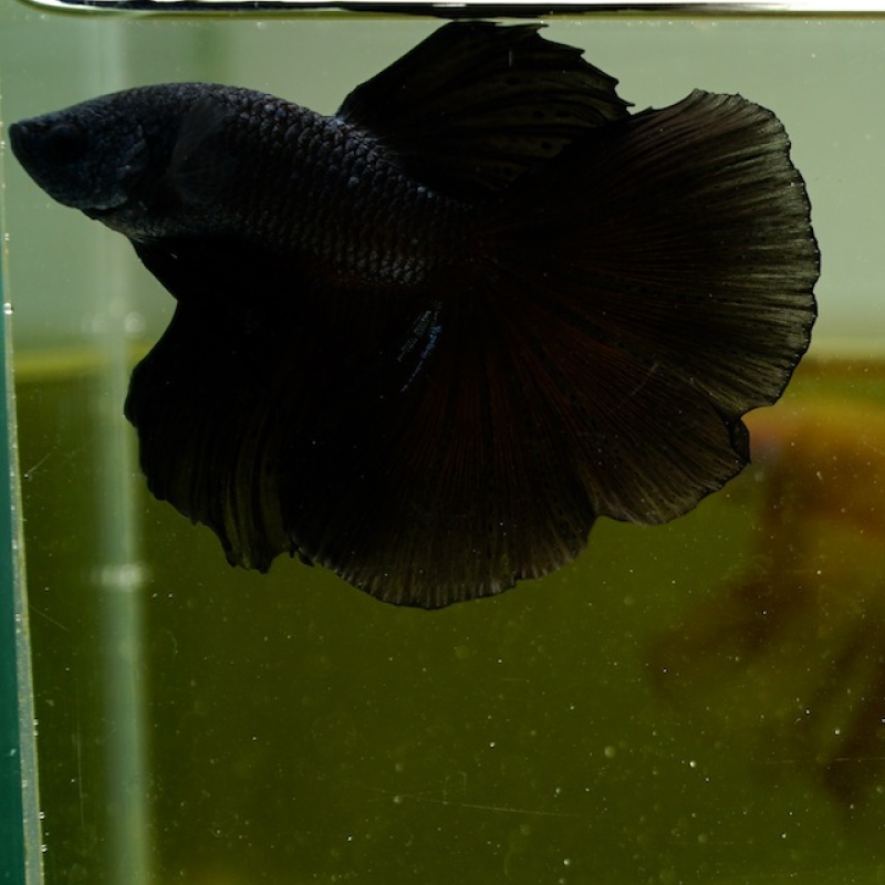 Male Super Black Butterfly HM Premium Thailand