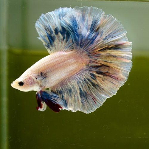 Male Blue Pastel Fancy Rose Tail HM Premium Thailand