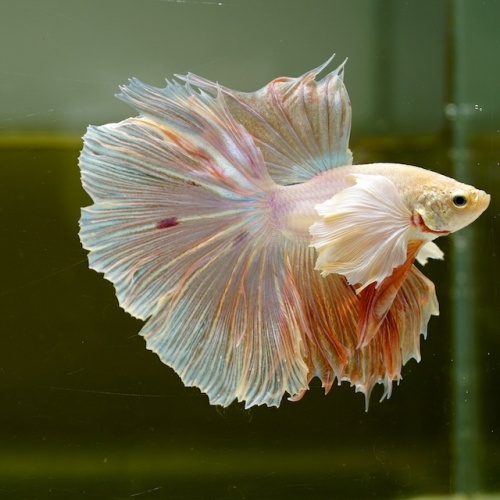 Male Dumbo Orange Pastel HM Premium Thailand