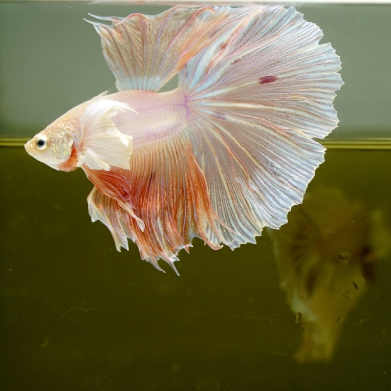 Male Dumbo Orange Pastel HM Premium Thailand