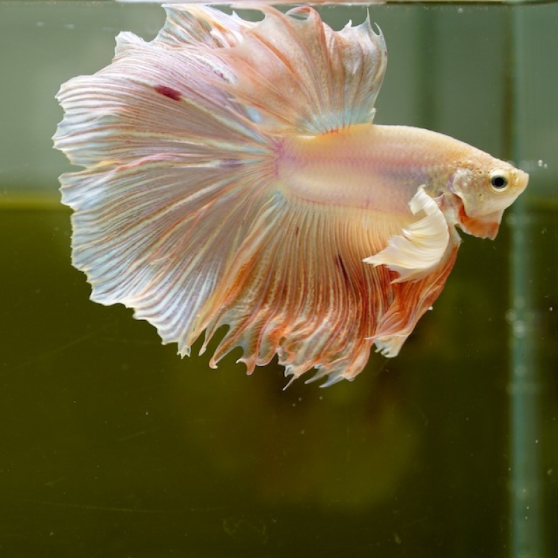 Male Dumbo Orange Pastel HM Premium Thailand