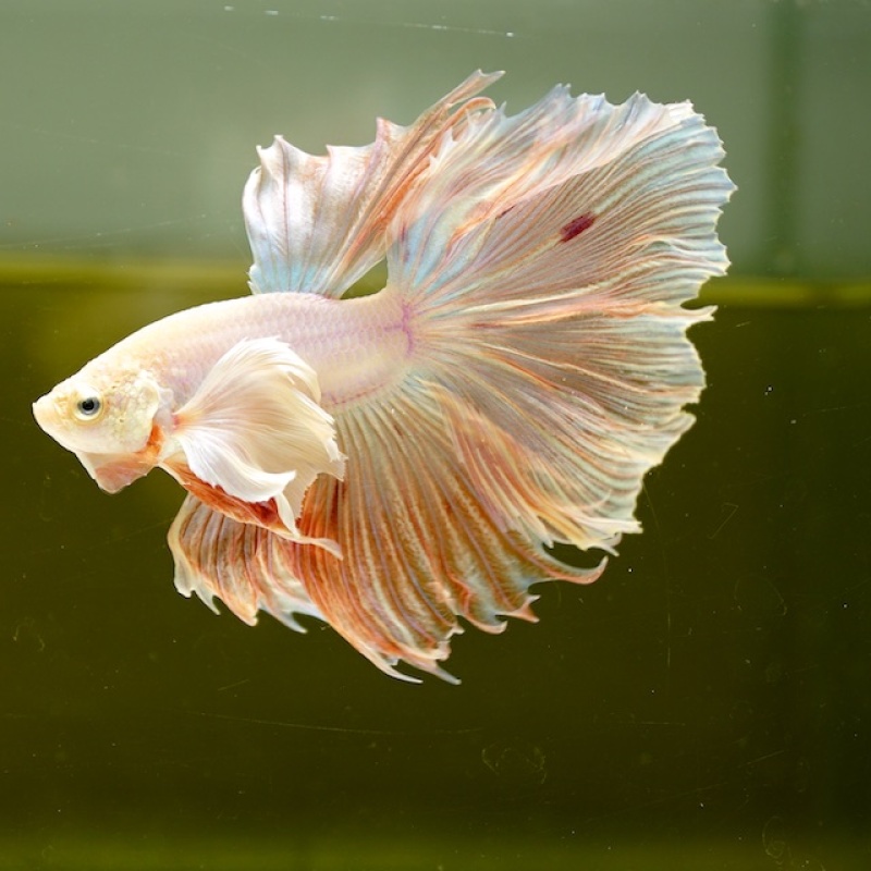 Male Dumbo Orange Pastel HM Premium Thailand