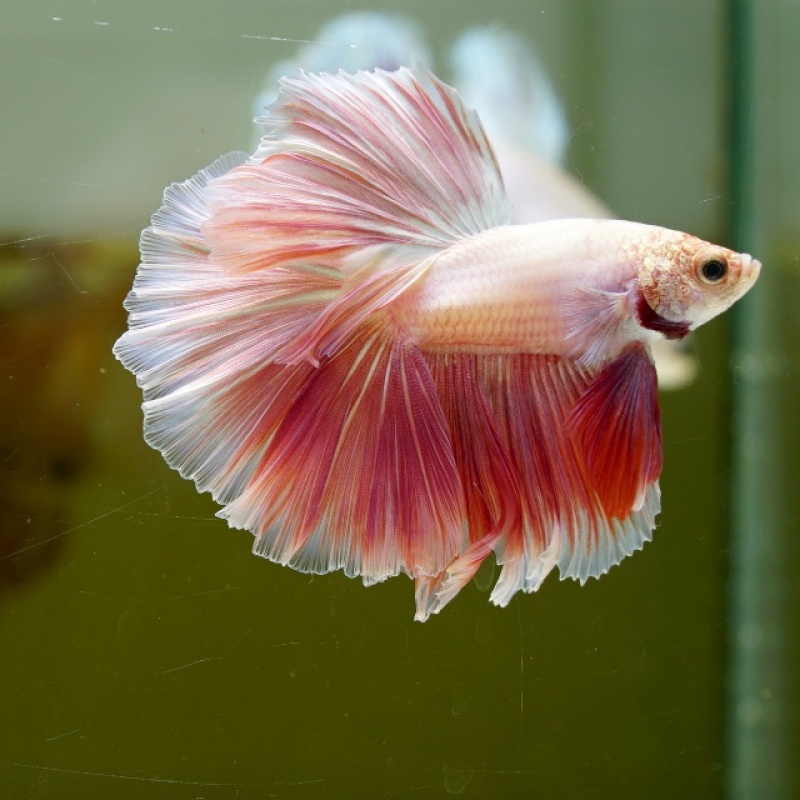 Male Pink Orange Pastel Rose Tail HM Premium Thailand