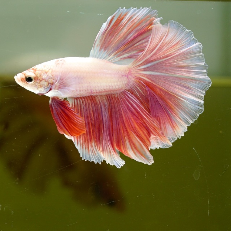 Male Pink Orange Pastel Rose Tail HM Premium Thailand
