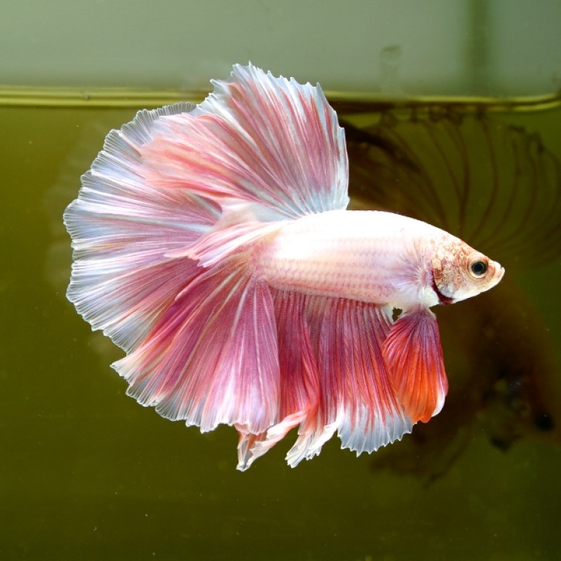 Male Pink Orange Pastel Rose Tail HM Premium Thailand