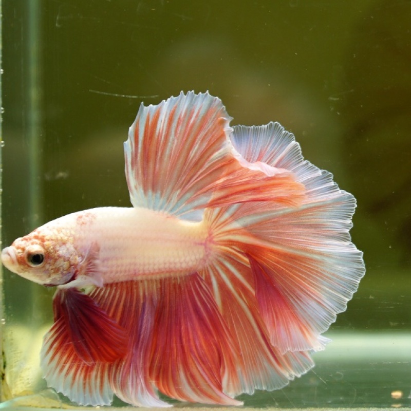 Male Pink Orange Pastel Rose Tail HM Premium Thailand