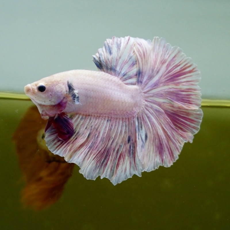 Male Unicorn Butterfly Rose Tail HM Premium Thailand