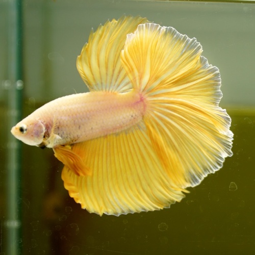 Male Yellow Dragon Rose Tail HM Premium Thailand