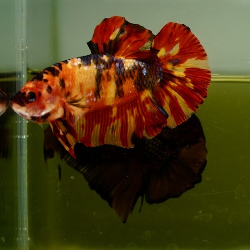 Male Giant Orange Yellow Fire HMPK (7 cm) Premium Thailand