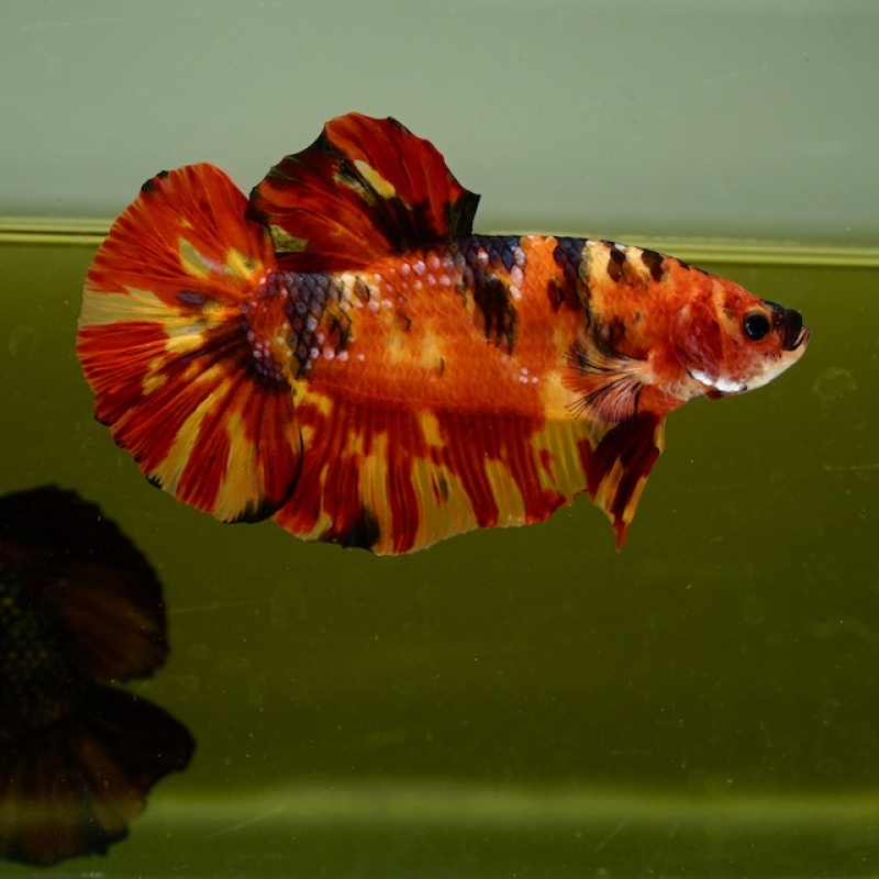 Male Giant Orange Yellow Fire HMPK (7 cm) Premium Thailand