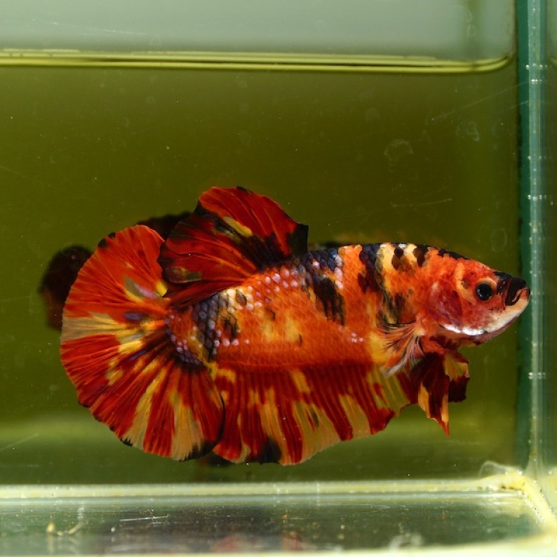 Male Giant Orange Yellow Fire HMPK (7 cm) Premium Thailand