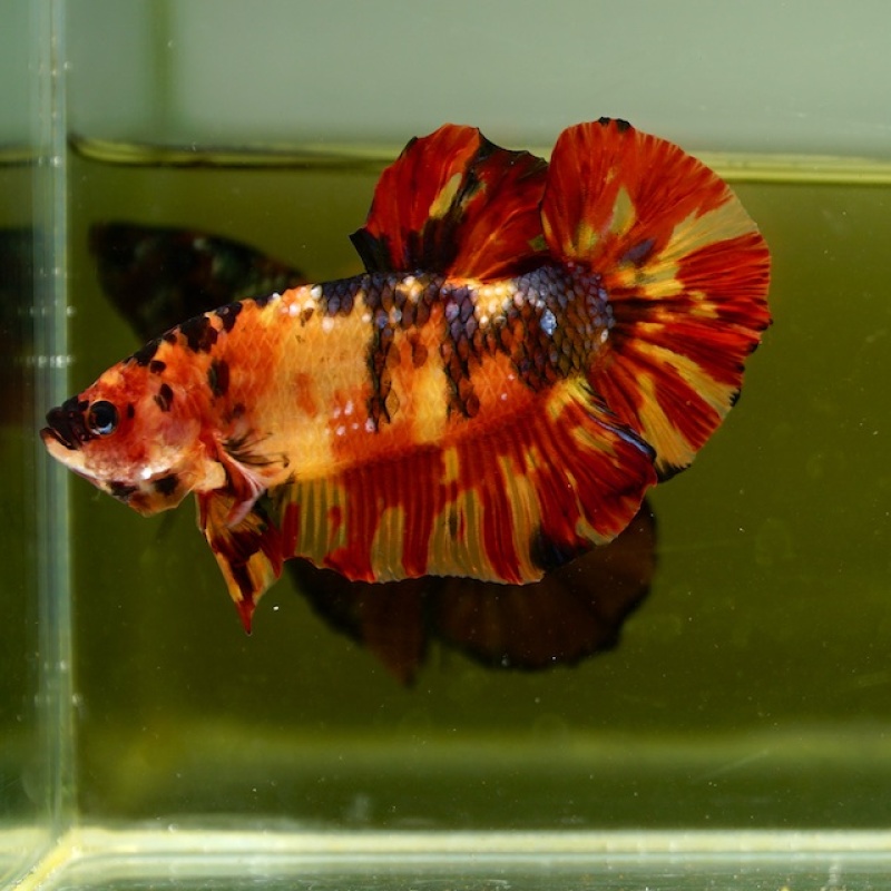 Male Giant Orange Yellow Fire HMPK (7 cm) Premium Thailand
