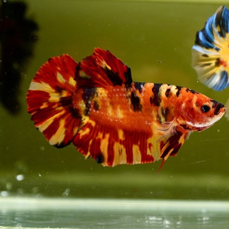Male Giant Orange Yellow Fire HMPK (7 cm) Premium Thailand