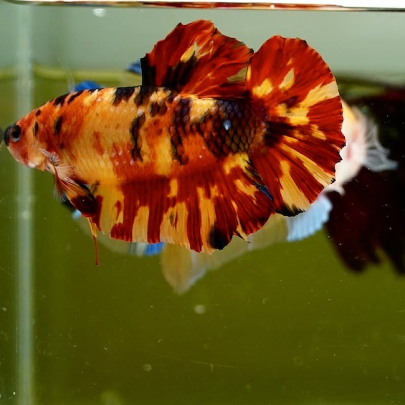 Male Giant Orange Yellow Fire HMPK (7 cm) Premium Thailand