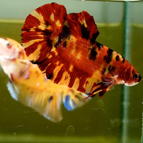 Male Giant Orange Yellow Fire HMPK (7 cm) Premium Thailand
