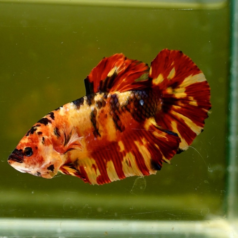 Male Giant Orange Yellow Fire HMPK (7 cm) Premium Thailand