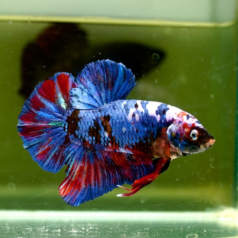 Male Giant Blue Black Red Fancy HMPK (7.5 cm)