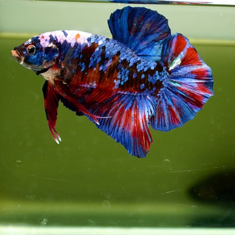 Male Giant Blue Black Red Fancy HMPK (7.5 cm)