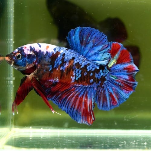 Male Giant Blue Black Red Fancy HMPK (7.5 cm)