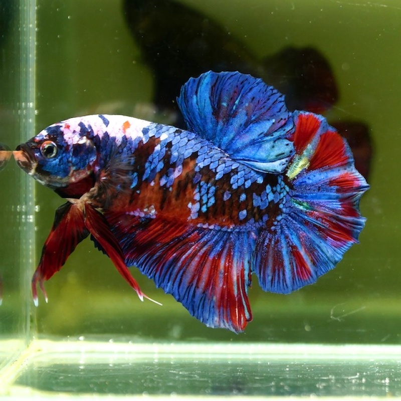 Male Giant Blue Black Red Fancy HMPK (7.5 cm)