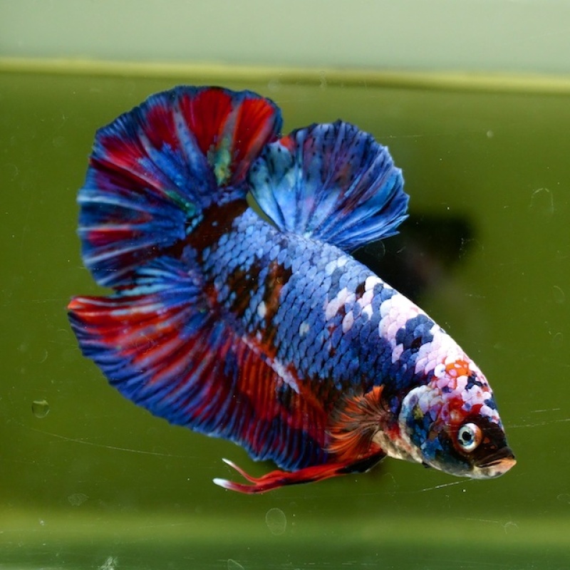 Male Giant Blue Black Red Fancy HMPK (7.5 cm)