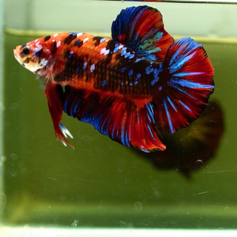 Male Giant Galaxy Red Black HMPK (7.5 cm)