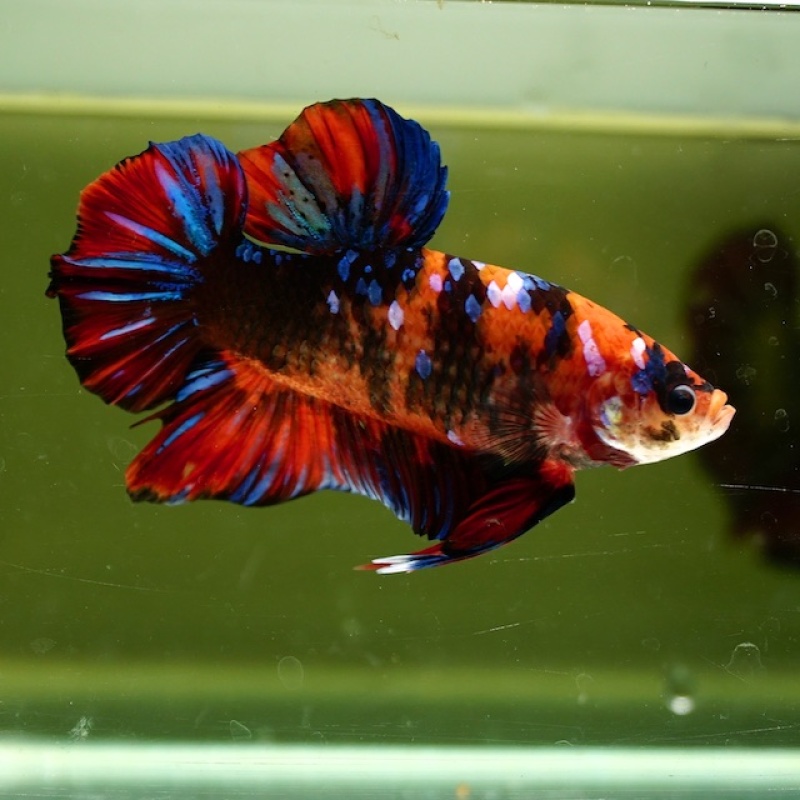 Male Giant Galaxy Red Black HMPK (7.5 cm)