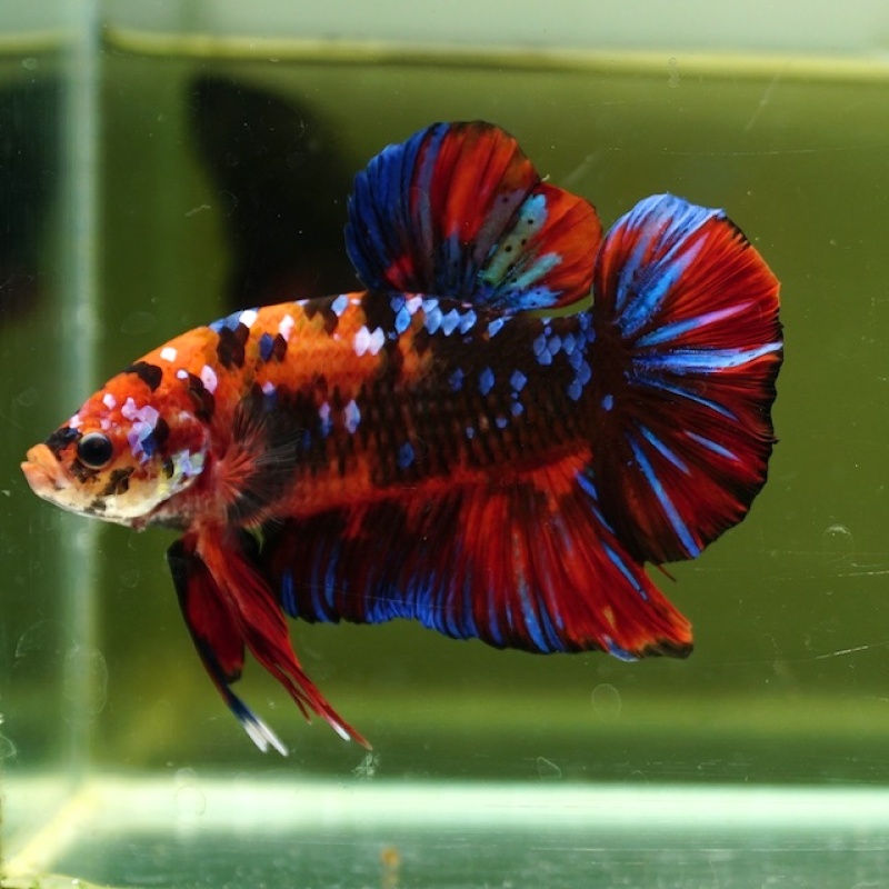 Male Giant Galaxy Red Black HMPK (7.5 cm)