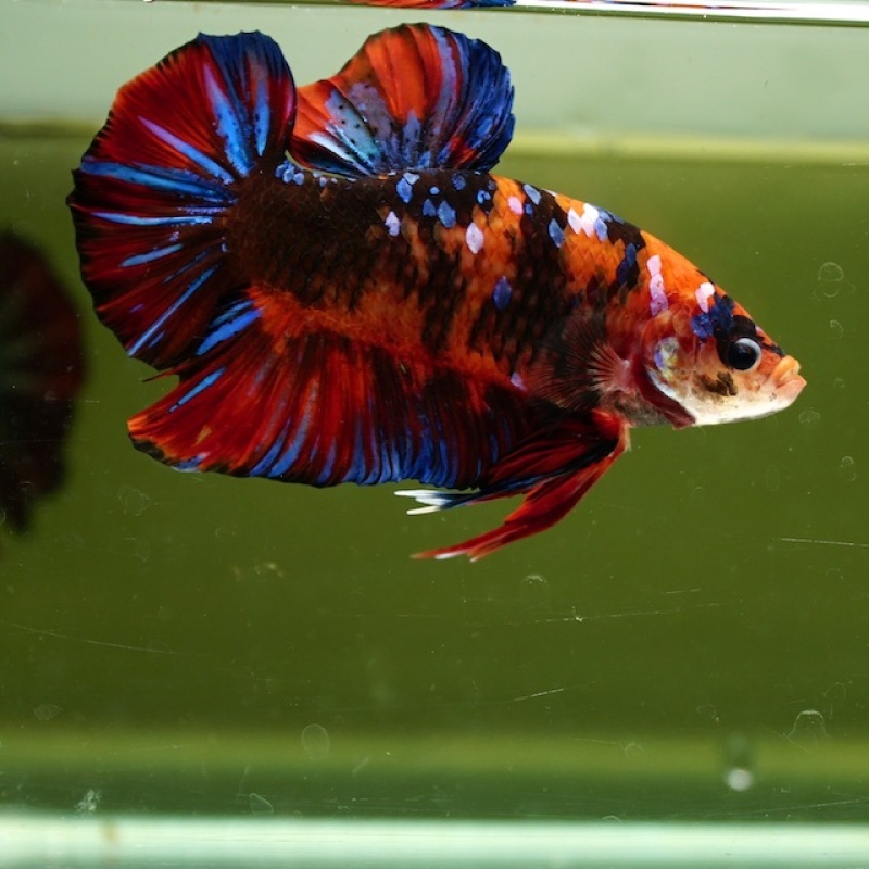 Male Giant Galaxy Red Black HMPK (7.5 cm)