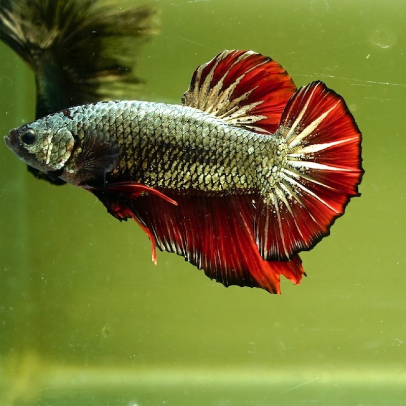 Male Giant Copper Red Tail HMPK (7.5 cm)
