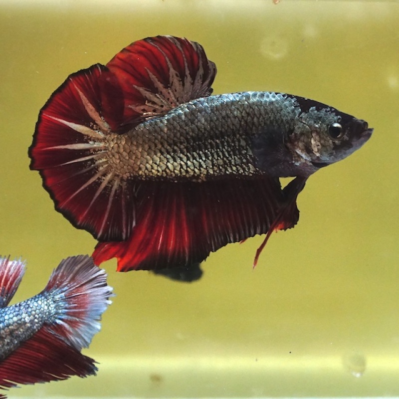 Male Giant Copper Red Tail HMPK (7.5 cm)