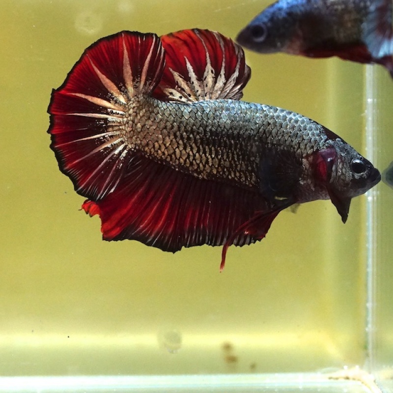 Male Giant Copper Red Tail HMPK (7.5 cm) Premium Thailand