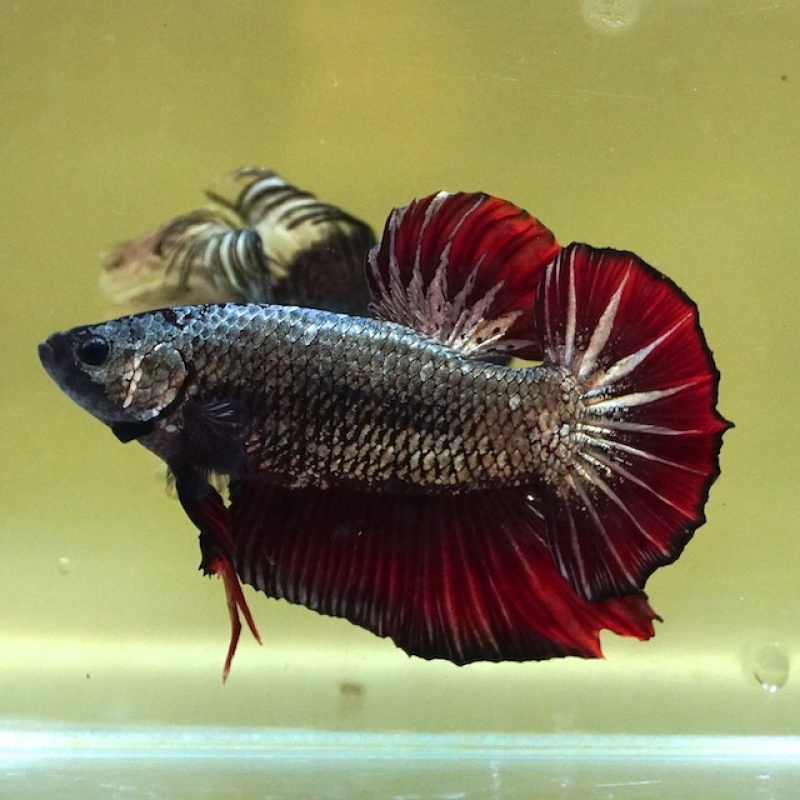 Male Giant Copper Red Tail HMPK (7.5 cm)
