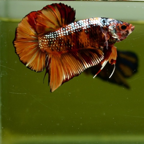 Male Giant Copper Orange Fancy HMPK HMPK (7 cm) Premium Thailand