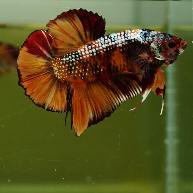 Male Giant Copper Orange Fancy HMPK HMPK (7 cm) Premium Thailand