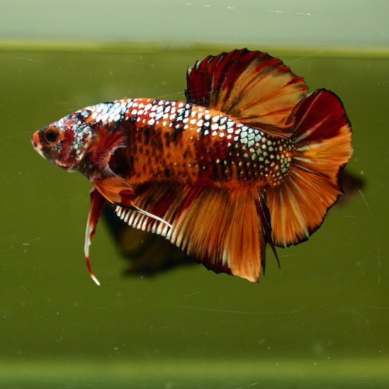 Male Giant Copper Orange Fancy HMPK HMPK (7 cm) Premium Thailand