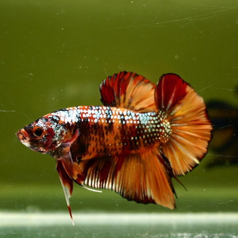 Male Giant Copper Orange Fancy HMPK HMPK (7 cm) Premium Thailand