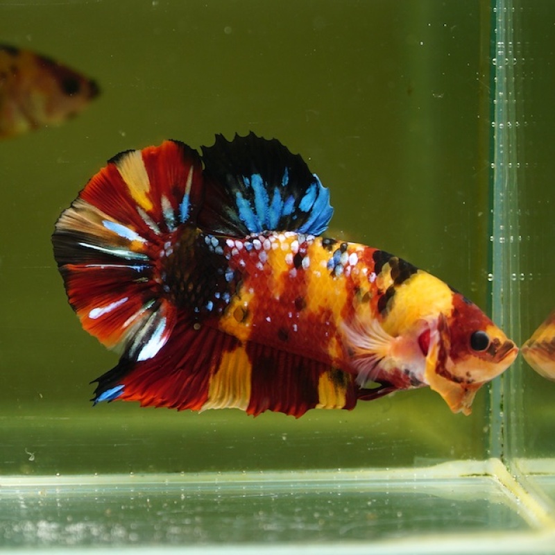 Male Giant Galaxy Orange Fancy Nemo HMPK (7.5 cm) Premium Thailand